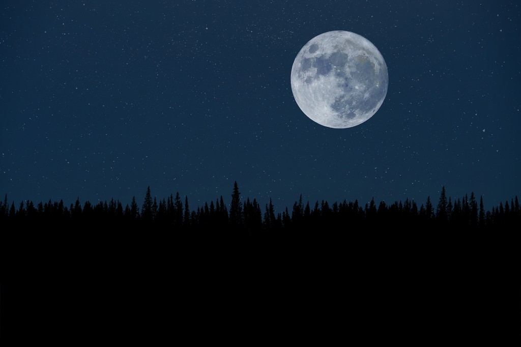 Supermåne över nattskogen